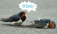 angry birds.jpg